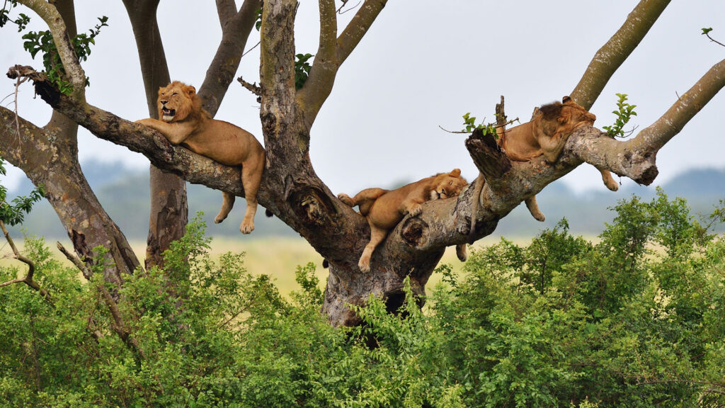 ugandan lions