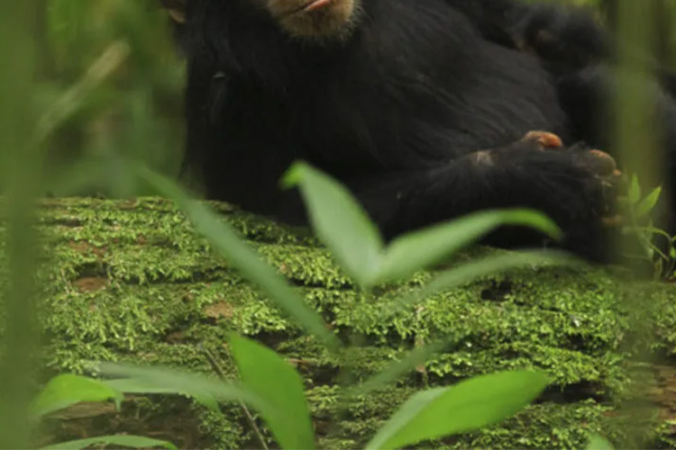 1-Day Ngamba Sanctuary for Chimpanzee Tour
