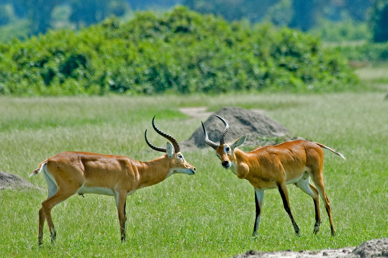 242 Uganda Kob DSC 8606 1