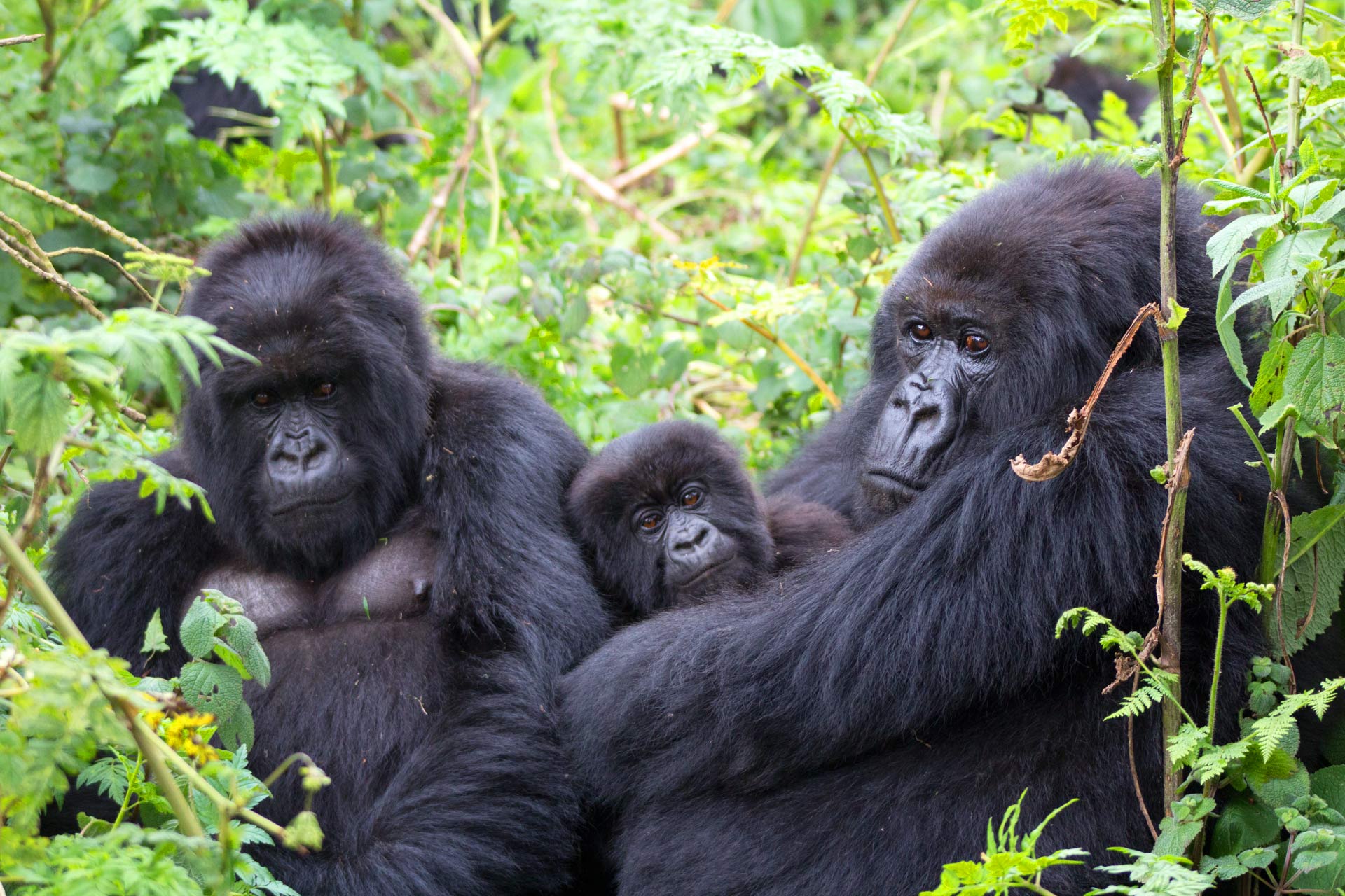 Compare Gorilla Trekking In Bwindi Impenetrable National Park And Mgahinga National Park