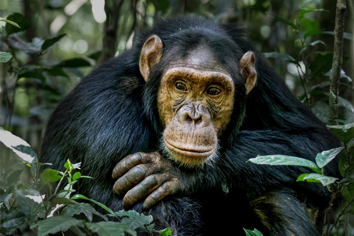chimpanzee 006 1200x800 1