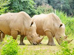 White Rhino